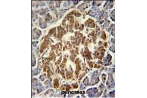 GCH1 Antibody (N-term) (ABIN652021 and ABIN2840501) immunohistochemistry analysis in formalin fixed and paraffin embedded human pancreas followed by peroxidase conjugation of the secondary antibody and DAB staining.
