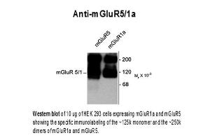 Western blot of Anti-mGluR5/1a (Rabbit) Antibody - 612-401-D77 Western Blot of Rabbit Anti-metabotropic glutamate receptors (mGluR) 5/1a antibody. (GRM1a / GRM5 anticorps  (C-Term))