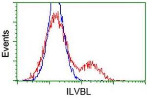 HEK293T cells transfected with either RC203987 overexpress plasmid (Red) or empty vector control plasmid (Blue) were immunostained by anti-ILVBL antibody (ABIN2454704), and then analyzed by flow cytometry. (ILVBL anticorps)