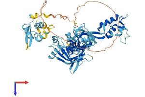 AlphaFold protein structure predicition of Human Recombinant EIF2D Protein, UniprotID P41214