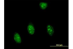 Immunofluorescence of purified MaxPab antibody to SFRS7 on HeLa cell. (SFRS7 anticorps  (AA 1-238))