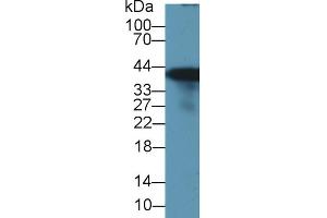 Western Blot; Sample: Rat Liver lysate; Primary Ab: 1µg/ml Rabbit Anti-Rat GS Antibody Second Ab: 0.