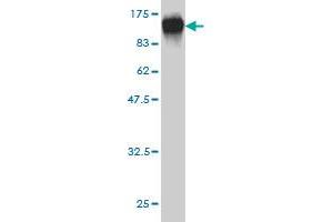 Western Blot detection against Immunogen (98.