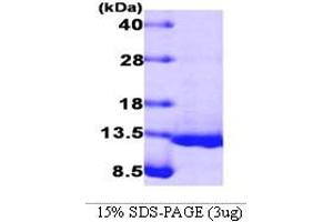 Bone Morphogenetic Protein 4 (BMP4) (AA 293-408) peptide
