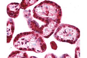 Anti-TRIM34 / RNF21 antibody IHC of human placenta. (TRIM34 anticorps  (AA 49-98))