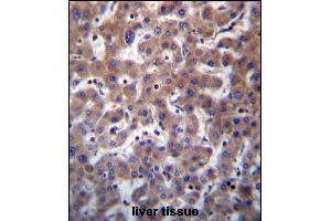 TMBIM1 Antibody (N-term) (ABIN657075 and ABIN2846238) immunohistochemistry analysis in formalin fixed and paraffin embedded human liver tissue followed by peroxidase conjugation of the secondary antibody and DAB staining. (TMBIM1 anticorps  (N-Term))
