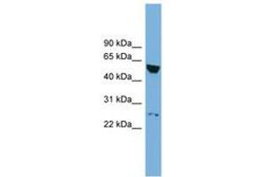 Image no. 1 for anti-DEP Domain Containing 7 (DEPDC7) (AA 107-156) antibody (ABIN6744915) (DEPDC7 anticorps  (AA 107-156))
