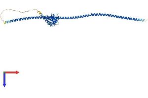 AlphaFold protein structure predicition of Human Recombinant HOMER2 Protein, UniprotID Q9NSB8