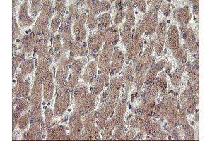Image no. 4 for anti-Platelet/endothelial Cell Adhesion Molecule (PECAM1) antibody (ABIN1497247) (CD31 anticorps)