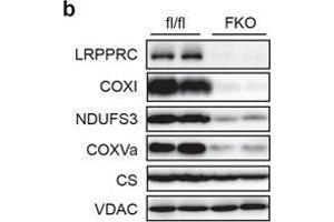 Impaired respiratory capacity attenuates thermogenic and oxidative gene expression in BAT from LRPPRC FKO mice living at 30 °C.