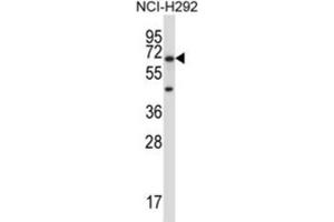Western Blotting (WB) image for anti-Podocalyxin-Like 2 (PODXL2) antibody (ABIN2997428) (PODXL2 anticorps)