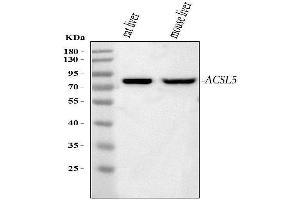 Western blot analysis of ACSL5 using anti-ACSL5 antibody (ABIN5518721).