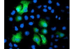 Anti-PGAM2 mouse monoclonal antibody (ABIN2454954) immunofluorescent staining of COS7 cells transiently transfected by pCMV6-ENTRY PGAM2 (RC200701). (PGAM2 anticorps)