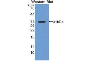 Western Blotting (WB) image for anti-Complement Component 4 Binding Protein, beta (C4BPB) (AA 18-252) antibody (ABIN3207931) (C4BPB anticorps  (AA 18-252))
