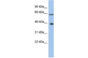 WB Suggested Anti-DDX3X Antibody Titration:  0.