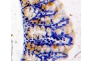 Used in DAB staining on fromalin fixed paraffin-embedded Intestine tissue (HAUS7 anticorps  (AA 1-227))