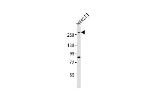 Anti-Med12 Antibody (C-term)at 1:1000 dilution + NIH/3T3 whole cell lysates Lysates/proteins at 20 μg per lane. (MED12 anticorps  (C-Term))