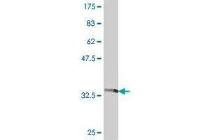 Western Blot detection against Immunogen (36.