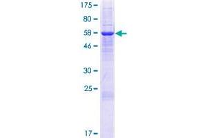SDS-PAGE (SDS) image for Iodotyrosine Deiodinase (IYD) (AA 1-289) protein (GST tag) (ABIN1803396)
