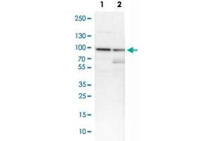 Western Blot analysis of Lane 1: NIH-3T3 cell lysate (mouse embryonic fibroblast cells) and Lane 2: NBT-II cell lysate (Wistar rat bladder tumor cells) with CCNT1 polyclonal antibody .