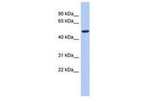 Image no. 1 for anti-F-Box Protein 3 (FBXO3) (AA 35-84) antibody (ABIN6743159)