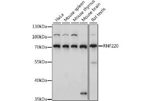 Western blot analysis of extracts of various cell lines, using RNF220 antibody (ABIN7270073) at 1:1000 dilution. (RNF220 anticorps  (AA 267-566))