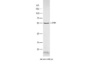 Mouse embryo lysates probed with Rabbit Anti-Shh Polyclonal Antibody, Unconjugated  at 1:5000 for 90 min at 37˚C. (Sonic Hedgehog anticorps  (AA 21-120))