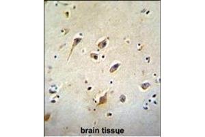 GOT1L1 Antibody (C-term) (ABIN655744 and ABIN2845190) immunohistochemistry analysis in formalin fixed and paraffin embedded human brain tissue followed by peroxidase conjugation of the secondary antibody and DAB staining. (GOT1L1 anticorps  (C-Term))