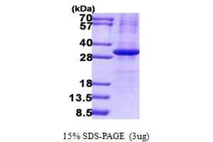 Image no. 1 for Interleukin 34 (IL34) (AA 21-242) protein (His tag) (ABIN7280173)