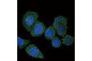 Confocal immunofluorescent analysis of ACSL4 (FACL4) Antibody with Hela cell followed by Alexa Fluor 488-conjugated goat anti-rabbit lgG (green).