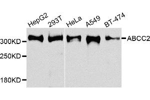 Western blot analysis of extracts of various cell lines, using ABCC2 antibody. (ABCC2 anticorps)