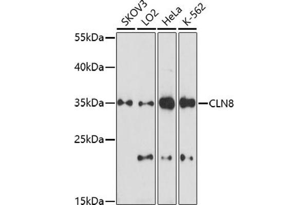 CLN8 anticorps