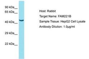 Image no. 1 for anti-Family with Sequence Similarity 221, Member B (FAM221B) (AA 151-200) antibody (ABIN6750813) (FAM221B anticorps  (AA 151-200))