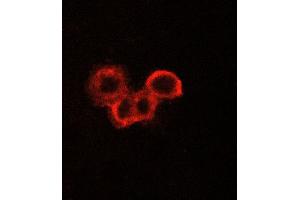 ABIN6269075 staining A549 cells by ICC/IF.