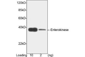 Image no. 1 for anti-Transmembrane Protease, serine 15 (TMPRSS15) (AA 848-1035) antibody (ABIN393116) (TMPRSS15 anticorps  (AA 848-1035))