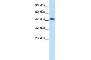 WB Suggested Anti-DLX2 Antibody Titration: 1. (DLX2 anticorps  (N-Term))