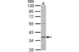 WB Image Annexin II antibody detects ANXA2 protein by Western blot analysis. (Annexin A2 anticorps)