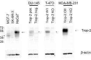 Western blotting analysis of human TROP2 using mouse monoclonal antibody TrMab-6 on lysates of MCF-7, SK-BR-3, and HaCaT cell lines, TROP2-positive and TROP2-negative DU-145 cells, wild-type T-47D and TROP2 knock-out T-47D cells, and TROP2 over-expressing and knock-out MDA-MB-231 cells. (TACSTD2 anticorps)