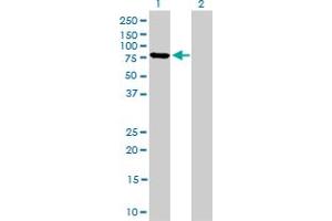 Western Blot analysis of MFN2 expression in transfected 293T cell line by MFN2 monoclonal antibody (M03), clone 4H8.