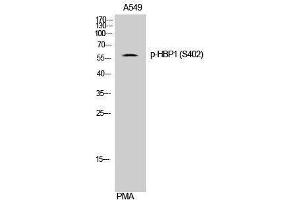 Western Blotting (WB) image for anti-HMG Box-Containing Protein 1 (HBP1) (pSer402) antibody (ABIN3182263)