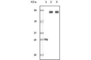 Western Blotting (WB) image for anti-Dynamin 1 (DNM1) (truncated) antibody (ABIN2464046) (Dynamin 1 anticorps  (truncated))