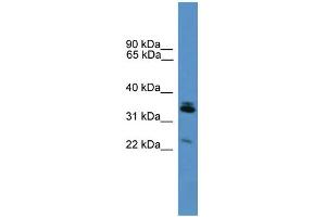 WB Suggested Anti-Synpr Antibody Titration: 0. (Synaptoporin anticorps  (Middle Region))