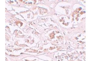 Immunohistochemistry (IHC) image for anti-AlkB, Alkylation Repair Homolog 2 (ALKBH2) (C-Term) antibody (ABIN1030233) (ALKBH2 anticorps  (C-Term))
