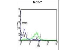 CENPN Antibody (C-term) (ABIN651105 and ABIN2840073) flow cytometric analysis of MCF-7 cells (right histogram) compared to a negative control cell (left histogram). (CENPN anticorps  (C-Term))