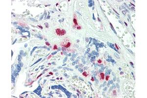 Anti-KLF16 antibody IHC staining of human placenta. (KLF16 anticorps  (AA 239-252))