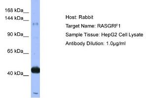 Host: Rabbit  Target Name: RASGRF1  Sample Tissue: HepG2 Cell lysates  Antibody Dilution: 1. (RASGRF1 anticorps  (N-Term))