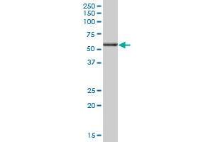 ANXA11 MaxPab polyclonal antibody.