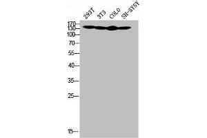 Western Blot analysis of SH-SY5Y 293T NIH-3T3 COLO cells using COL4A2 Polyclonal Antibody (COL4a2 anticorps  (N-Term))