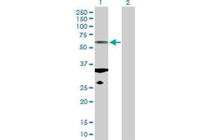Western Blot analysis of TUBA1C expression in transfected 293T cell line by TUBA1C MaxPab polyclonal antibody.