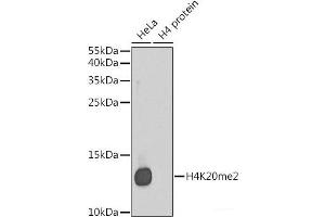 Western blot analysis of extracts of various cell lines using DiMethyl-Histone H4-K20 Polyclonal Antibody. (Histone H4 anticorps  (2meLys20))